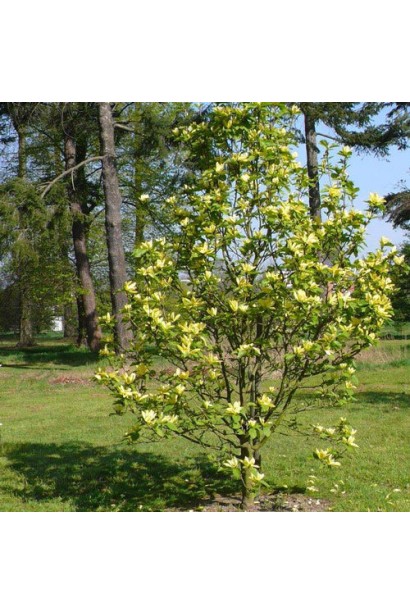 Магнолія Daphne рясне цвітіння жовтих квітів